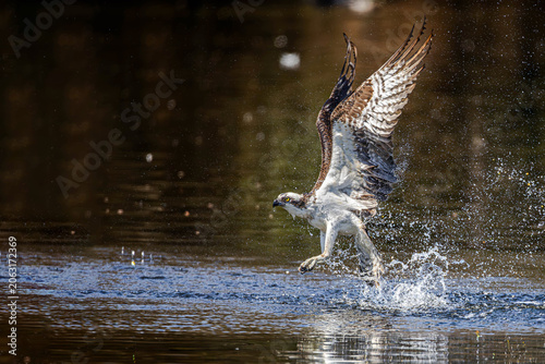 Canvas Print Haste for a meal