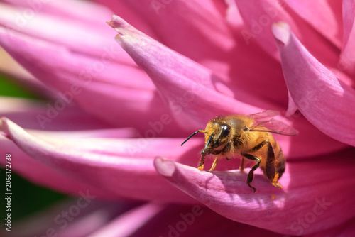 Pollinating honeybee grooming on bright pink dahlia flower