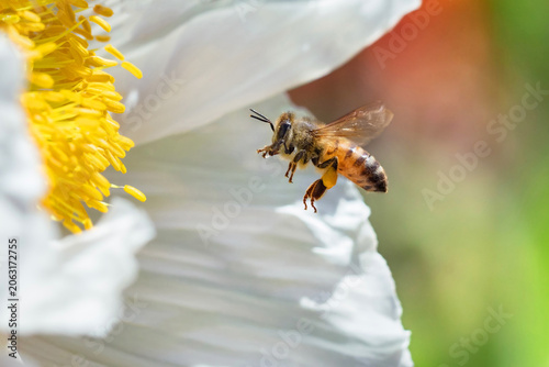 Honeybee flying with tiny water droplet near white　poppy