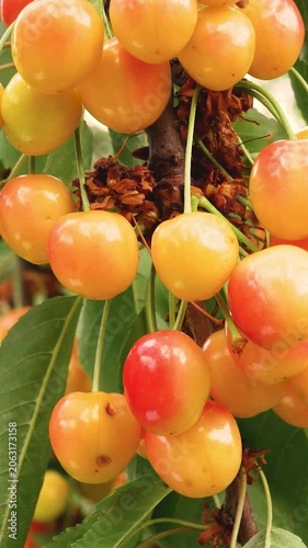 Ripe juicy yellow-red cherries hanging on a branch in summer sunlight. Concept of growing and harvesting cherries, organic fruit cultivation, and fresh seasonal berries. Sweet natural vitamin-rich