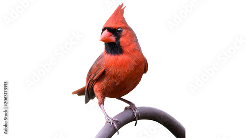 Fotografie Northern cardinal perched on a curved branch against a white background with car