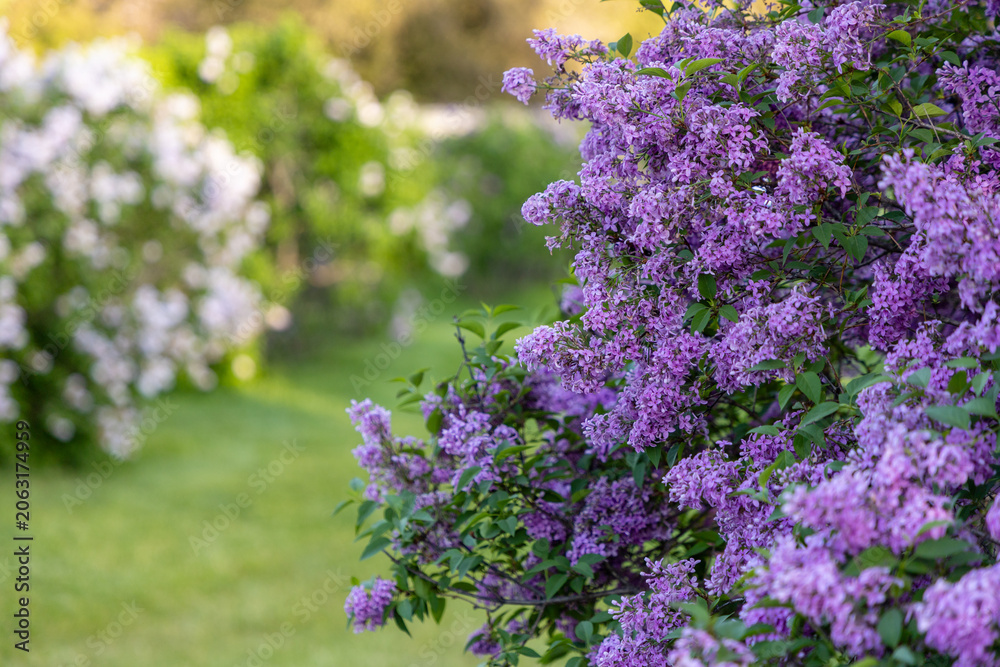Obraz premium Spring lilac blossoms on bushes in public park. Flowering lilacs in Ornamental Gardens in Ottawa, Canada.