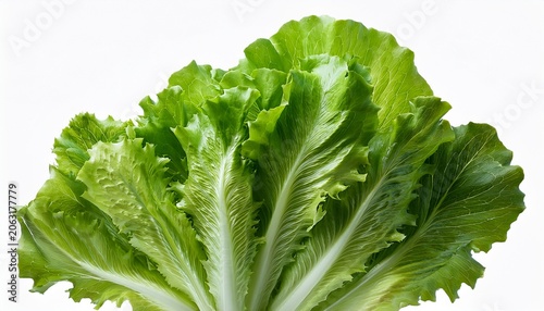 green lettuce salad leaves isolated transparent