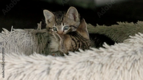 Tiny wild kittens staying warm in a fluffy bed.