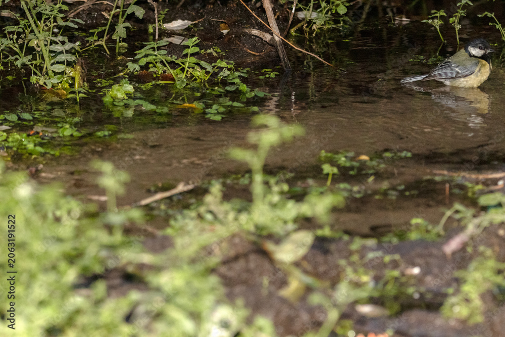 Fototapeta premium Un desconfiado Carbonero común (Parus major) dudando si beber o no agua