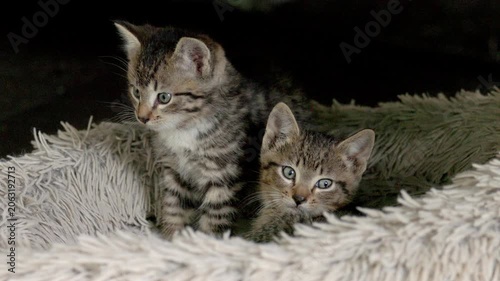 Tiny shy wild kittens staying warm in a fluffy bed.
