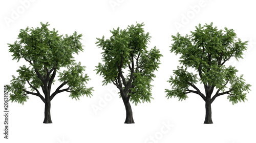 Close-up perspective featuring three black walnut tree models with clear details