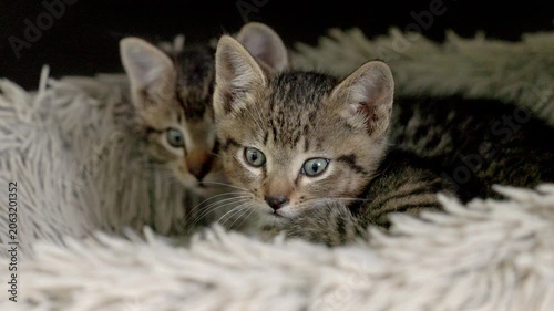 Tiny scared and cautious wild kittens staying warm in a fluffy bed.