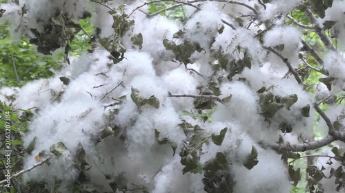 Thick poplar fluff coating branches and leaves of trees in a summer forest, close up