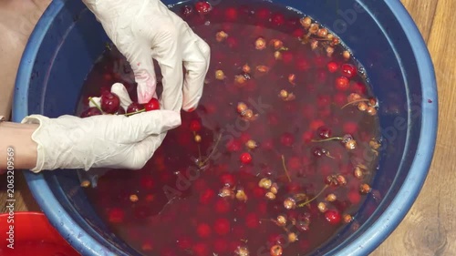 Sorting and pitting cherries, ripe berries floating in clear water in a basin