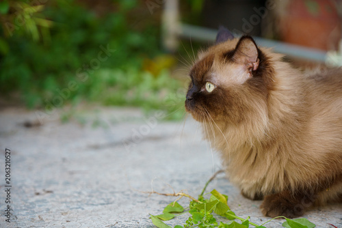 Perched Munchkin cat on concrete floor