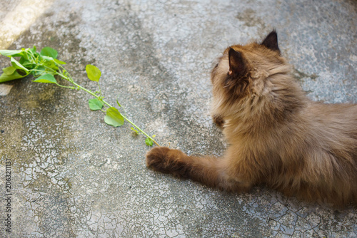 Perched Munchkin cat on concrete floor