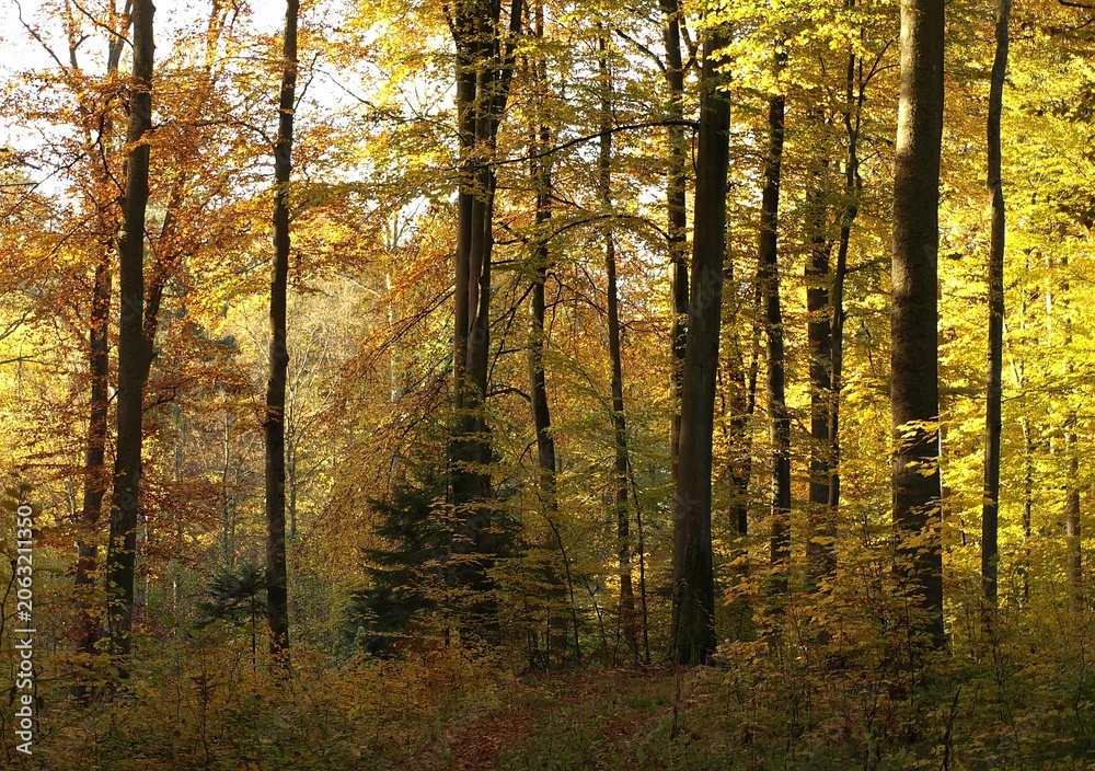 Fototapeta premium Bright sun rays breaking through the dense canopy of a yellow autumn forest. The forest floor is covered with moss and fallen leaves in a warm glow.