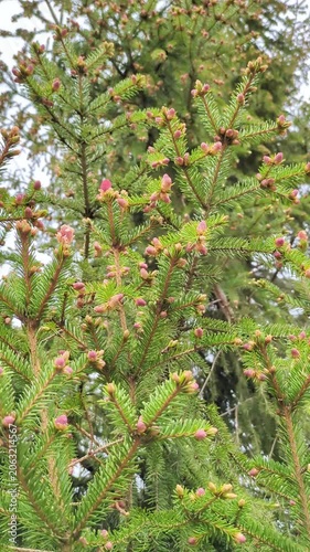 Vertical video of green spruce branches blooming with numerous young pink cones in spring. Botanical background, forestry, nature publications, environmental concepts