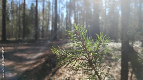 Young pine branch sways gently in wind as soft morning sunlight filters through the trees in forest