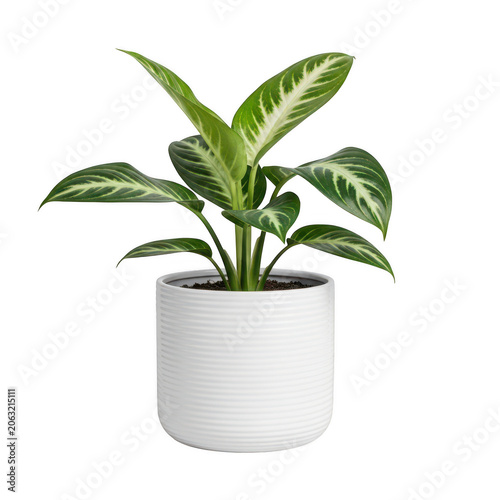 A vibrant green plant in a white pot against a white background isolated on transparent background
