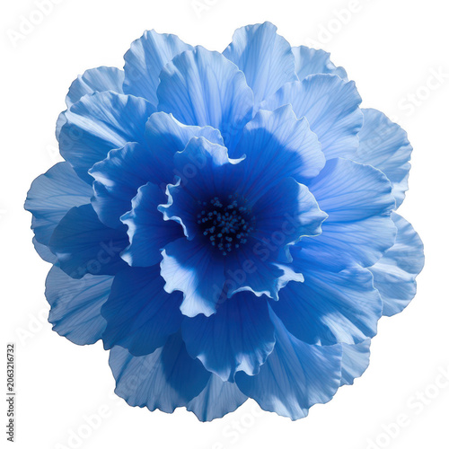 A vibrant blue flower with delicate petals and a striking center isolated on transparent background