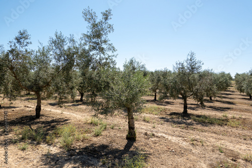 Εκτύπωση καμβά Olive grove with drought tolerant trees planted in rows, cultivating olives for
