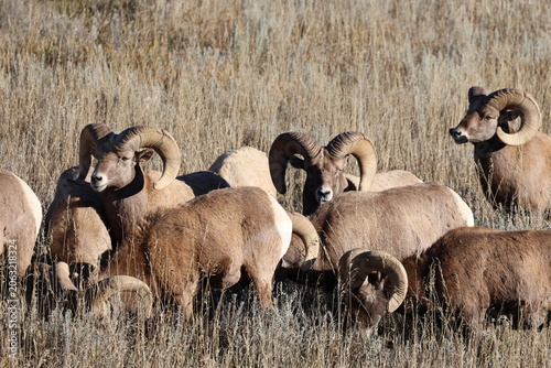 Foto Bighorn Rams in High Grass