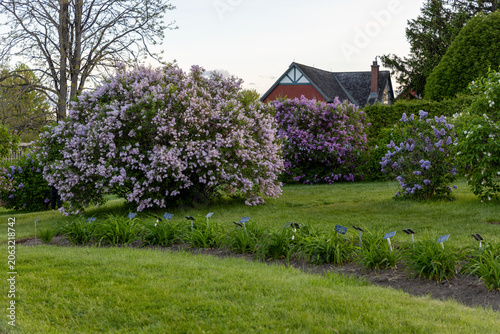 Blooming lilac shrubs near park building in Ornamental Gardens in Ottawa, Canada.. Spring garden with flowering lilac bushes. Botanical display beds