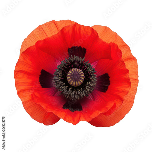 A vibrant red poppy flower with a dark center, showcasing nature's beauty. isolated on transparent background