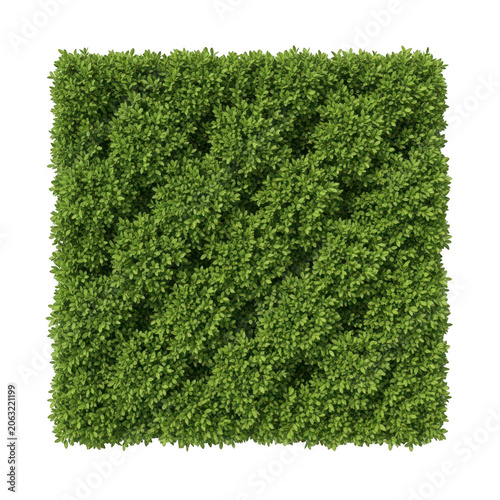 A close-up view of a lush and vibrant green mossy surface. isolated on transparent background