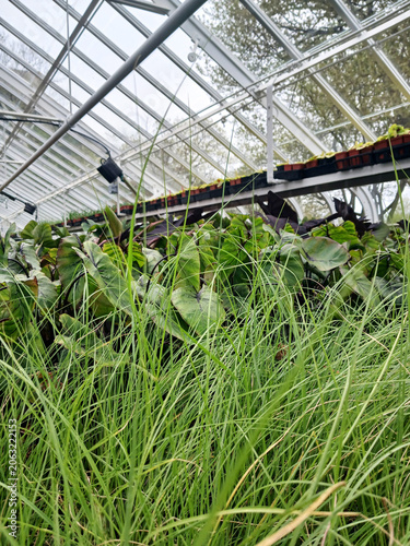 Close-up of green plants growing in seedling trays in a greenhouse under a glass roof. Variety of plants for sale in a professional nursery. Gardening and Botany.