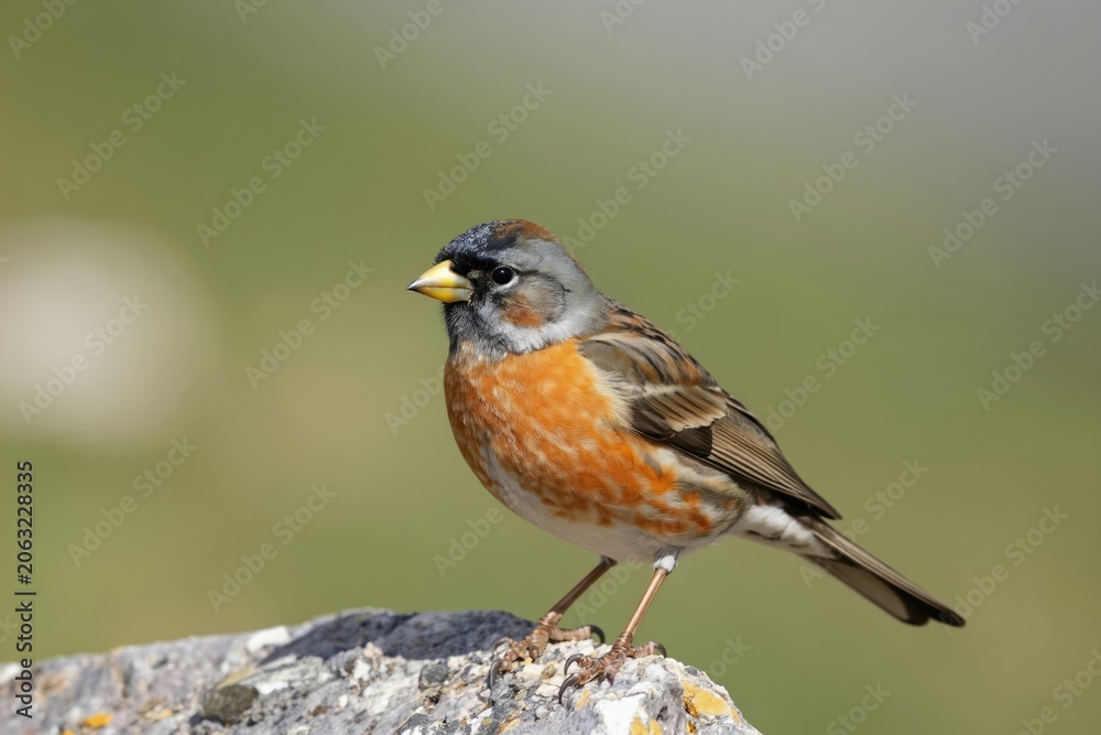 Fototapeta premium accentor bird with orange breast sits on rock in mountains. Gray head bird with yellow beak rests on stone. Wild songbird in natural habitat.