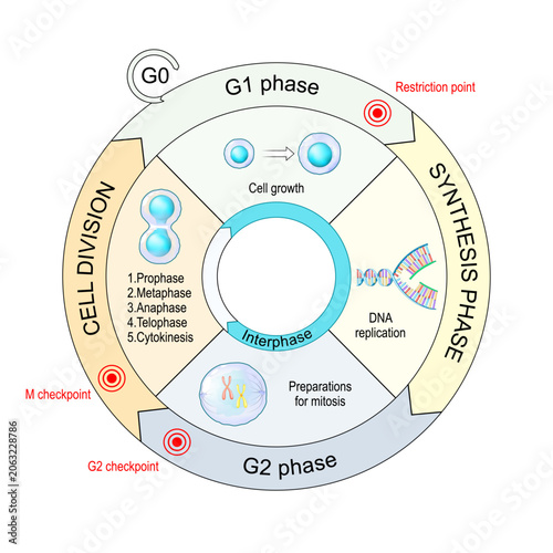 Cell cycle phases. Interphase, mitosis and cytokinesis. Diagram with checkpoint. Cell division.