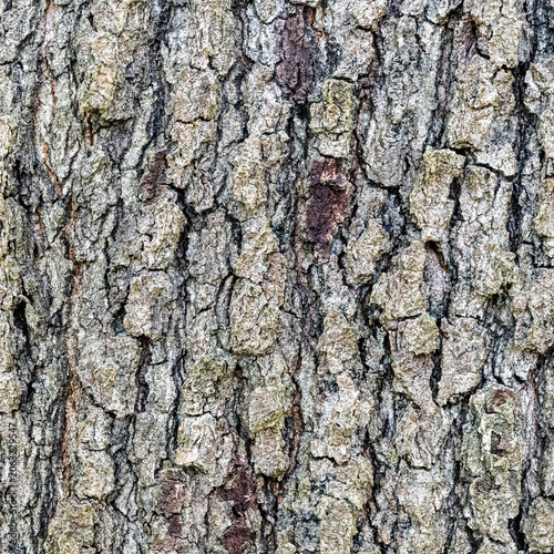 Принти на полотні Rugged Vertical Bark Pattern of Cherrybark Oak