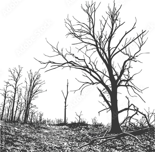 Photos Barren landscape, dead trees, black and white, vector illustration, environmenta