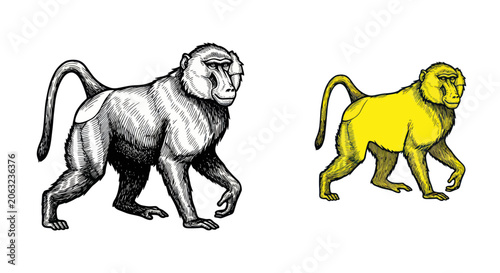 Fotografie Baboon primate walking in hand drawn vintage engraving style