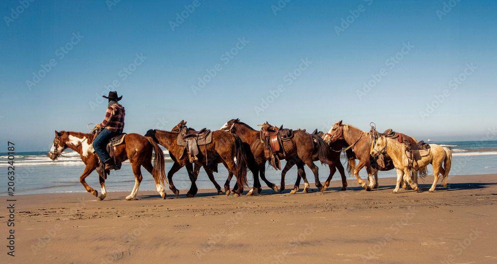 Fototapeta premium Straight on view of a cowboy on horseback wearing a and plaid shirt leading horses and ponies on a beach