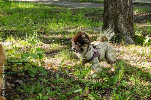 Foto portrait of a black and white Pomeranian puppy standing on a lawn with an open m