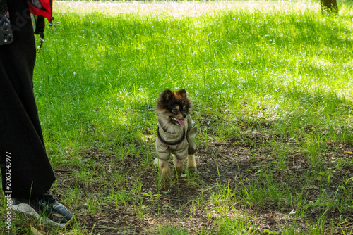 фотографія portrait of a black and white Pomeranian puppy standing on a lawn with an open m