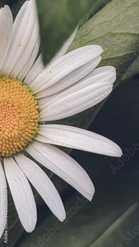daisy flower macro