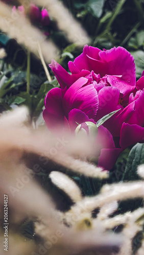pink peony in the garden