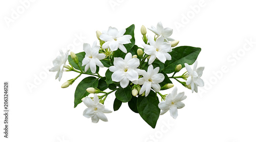 Fresh white jasmine flower cluster with green leaves as PNG asset