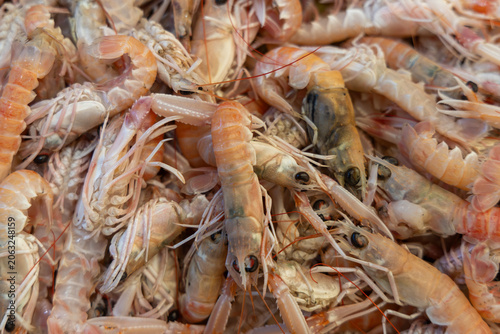 Obraz na plátne Close-up overhead view of raw fresh scampi langoustines with long claws on display, premium seafood market concept, fresh catch