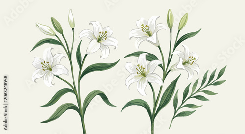 White Lilies Botanical Illustration