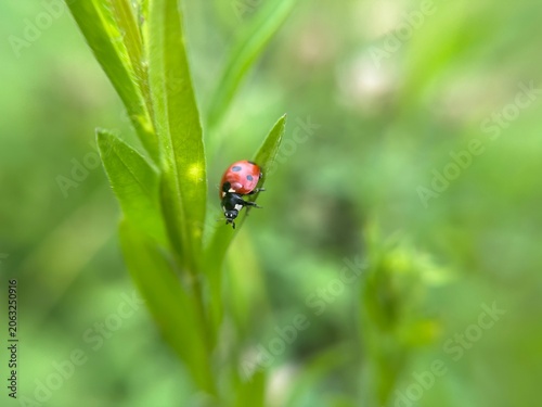 Canvastavla ladybug on grass