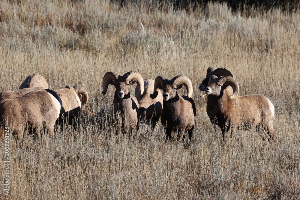 Obraz premium Bighorn Sheep Rams