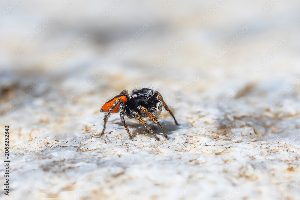 Fototapeta premium crab on the beach