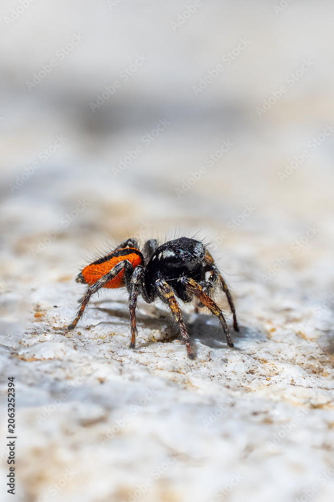 Fototapeta premium crab on the beach