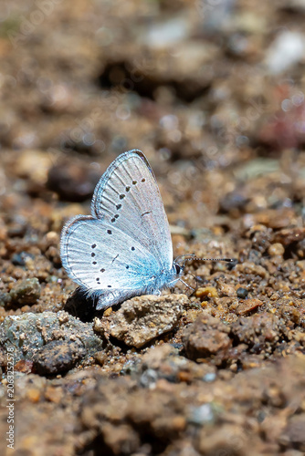Foto Lycaenidae / Mavi Osiris / Osiris Blue / Cupido osiris