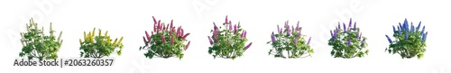 Foto Lupine Flowering Plant Set with Seven Colorful Garden Flowers on Transparent Bac