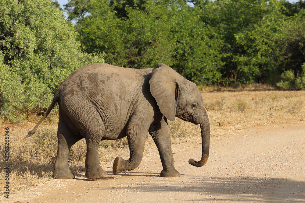 Fototapeta premium Afrikanischer Elefant / African elephant / Loxodonta africana
