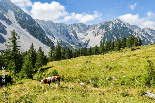 Canvas Print Grazing cow on alpine meadow below rocky peaks