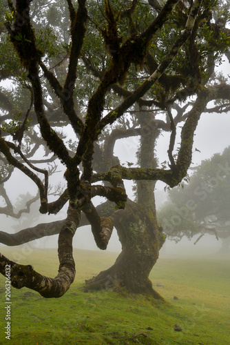 Gnarled moss covered laurel trunk in fog