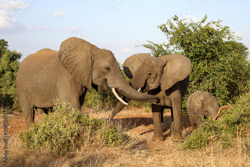 Konstfotografi Afrikanischer Elefant / African elephant / Loxodonta africana